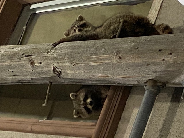 Two mischievous raccoons perched on a ledge by a telephone pole.